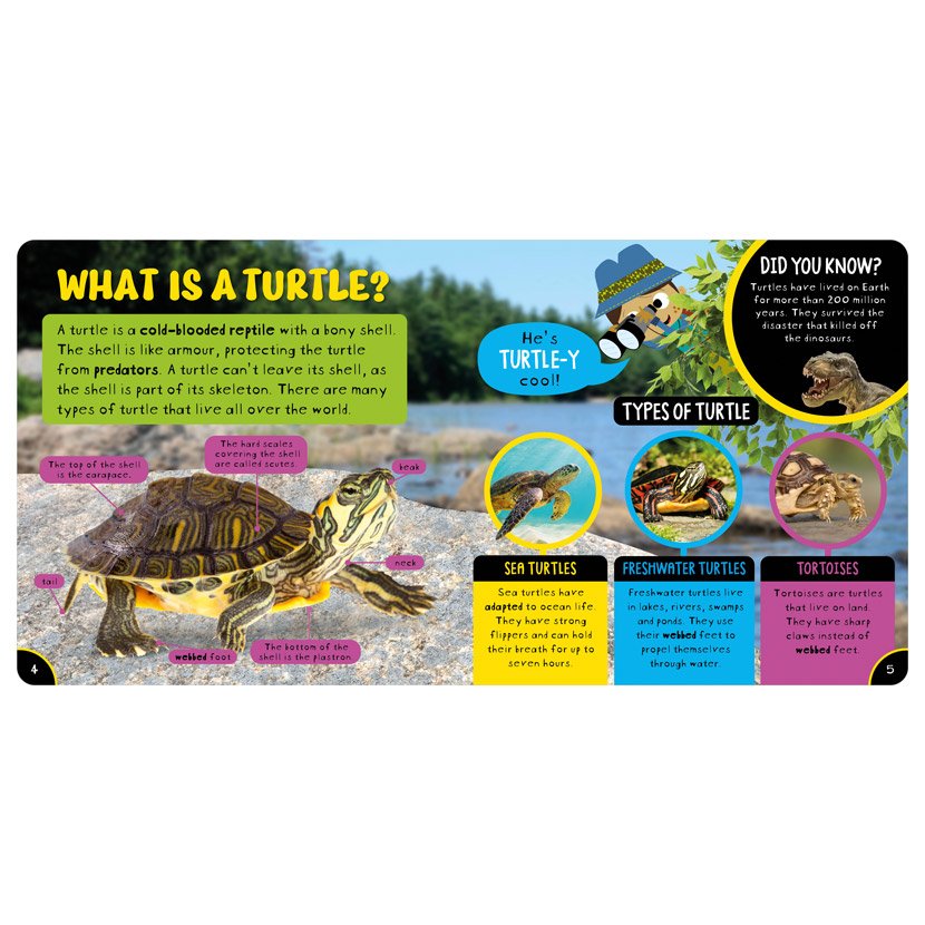 Product image 2 of Amazing Turtles, a non-fiction book for ages 4+, by Make Believe Ideas.