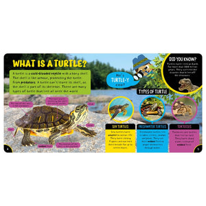 Product image 2 of Amazing Turtles, a non-fiction book for ages 4+, by Make Believe Ideas.