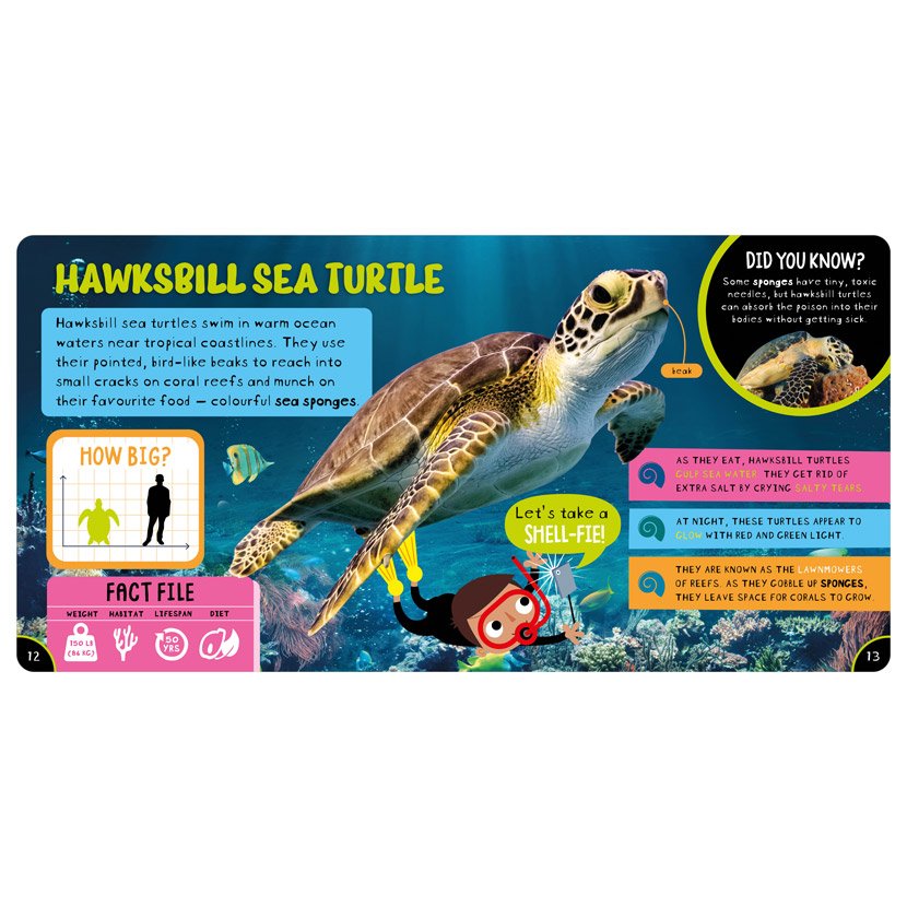 Product image 3 of Amazing Turtles, a non-fiction book for ages 4+, by Make Believe Ideas.
