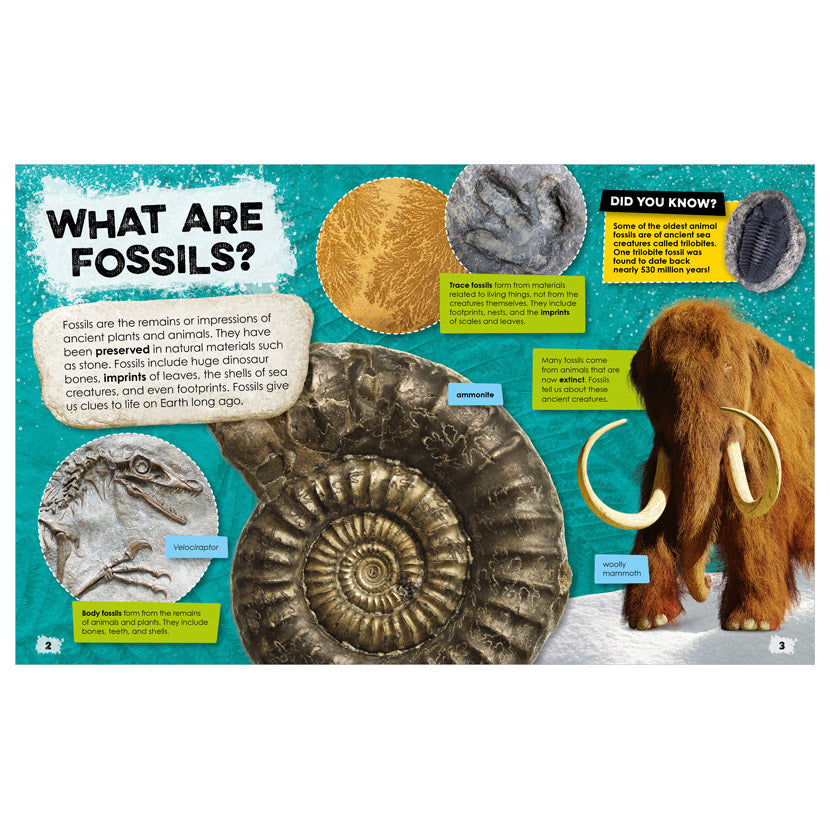 Product image 3 of Fantastic Fossils, a non-fiction book for ages 5+, by Make Believe Ideas.